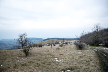 A forest field trip during the winter day, slightly snowy in the vicinity of a lot of trees