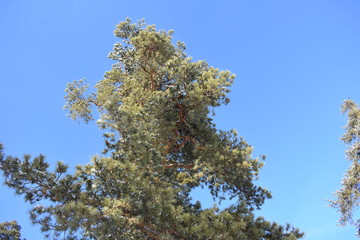 pines against the sky