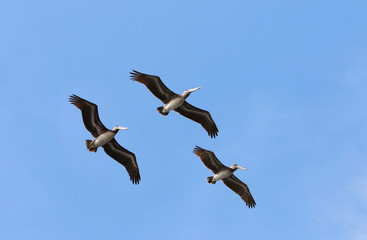 Brown Pelican Flying Formation, Blue Sky Background. Costa Rica