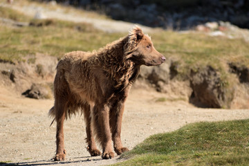 Sheepdog on the mountain trail