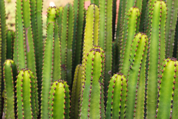 Group of cactuses