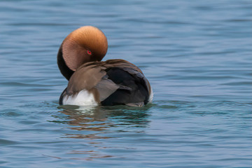 Turkish fistione netta rufina duck