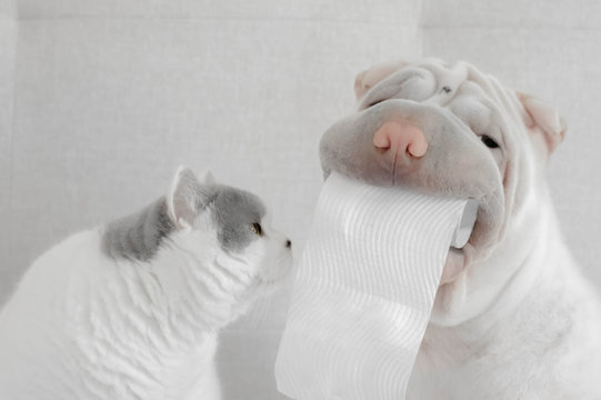 Shar-pei puppy dog holding toilet roll next to British Shorthair cat Stock  Photo | Adobe Stock