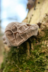 beautiful edible raw mushroom outside forage free food