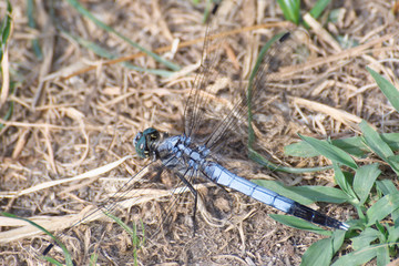 シオカラトンボ