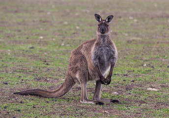 Portrait of young cute australian Kangaroo standing in the field and waiting
