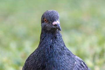 pigeon on meadow