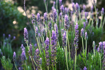 Flowering lavender plants