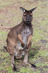 Naklejka na ściany i meble Portrait of young cute australian Kangaroo with big bright brown eyes looking close-up at camera.