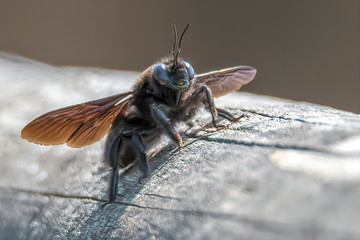 tabanidae horsefly insect on wood