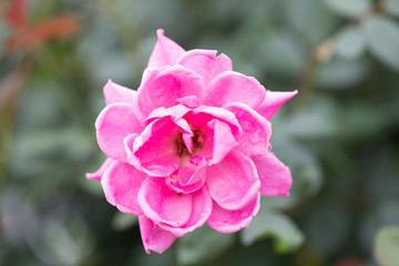 Obraz premium flowers, DC