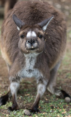 Fototapeta premium Portrait of young cute australian Kangaroo standing in the field and waiting.