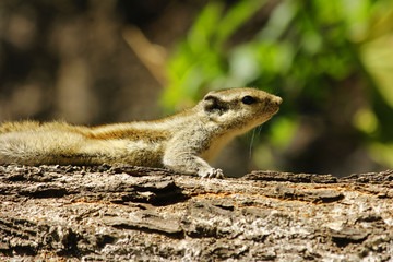 chipmunk on rock