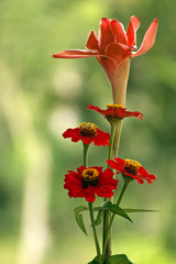 Beautiful tropical red flowers on soft background