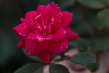 flowers, DC