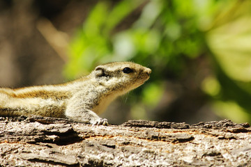 squirrel in nature