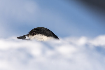 Black-capped Chickadee (oecile atricapillus) in Snow Filled Winter Landscape 