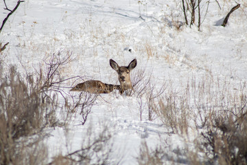 deer in the snow