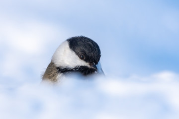 Black-capped Chickadee (oecile atricapillus) in Snow Filled Winter Landscape 