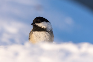 Fototapeta premium Black-capped Chickadee (oecile atricapillus) in Snow Filled Winter Landscape 