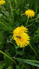 Beautiful Bee On Flower