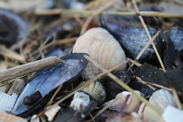 stranded shells on the beach