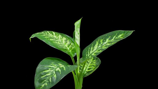 Time lapse of the leaves of a tropical plant opening up.