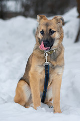 Domestic dog outdoors in winter