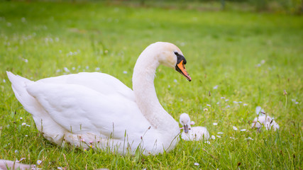 Schwanmutter behütet seine kleine Küken 