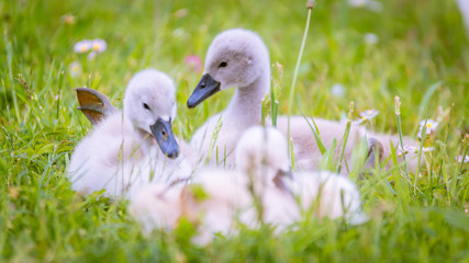 kleine Schwäne auf der Wiese