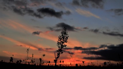 Symphonie de couleur 