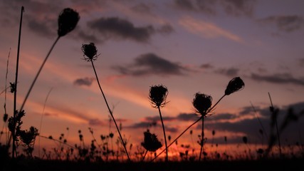 Ombellif&egrave;res sur coucher de soleil en Touraine du Sud
