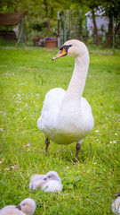 Großer Schwan behütet seine Küken 