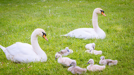 Eine Schwanenfamilie
