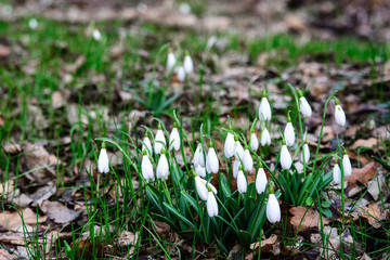 Snowdrops, spring flowers in the forest