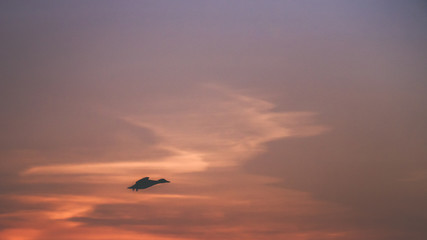 Fototapeta na wymiar canard volant