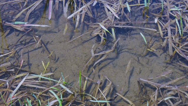 Small fish in the shallow river