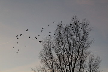 Crows in a bare tree