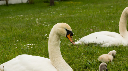 Eine Schwanenfamilie