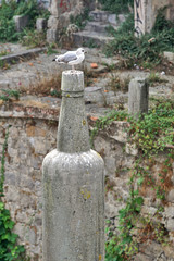 Fototapeta na wymiar Möwe auf einer Statue mit Portwein-Flasche in Porto / Portugal