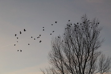 Fototapeta na wymiar Crows in a bare tree
