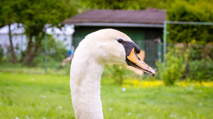 Ein Schwan posiert 