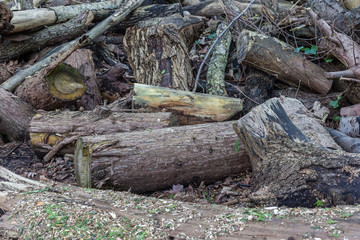 Aging wooden logs as a backdrop