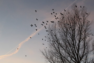 Crows in a bare tree