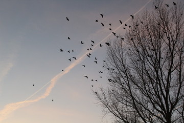 Crows in a bare tree