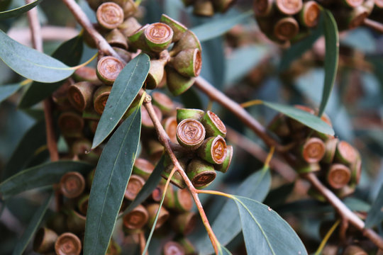 Australian eucalyptus globulus tree