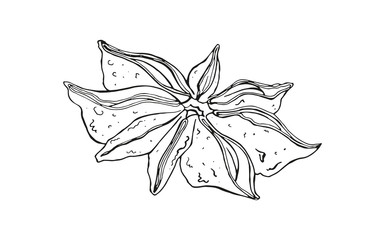 isolated seasoning star anise on white background