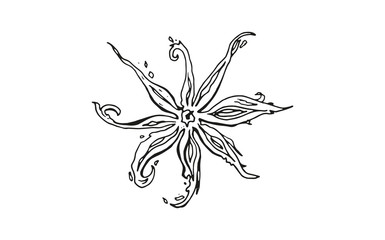 isolated seasoning star anise on white background