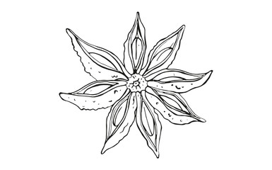 isolated seasoning star anise on white background