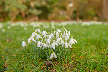 Snow Drops